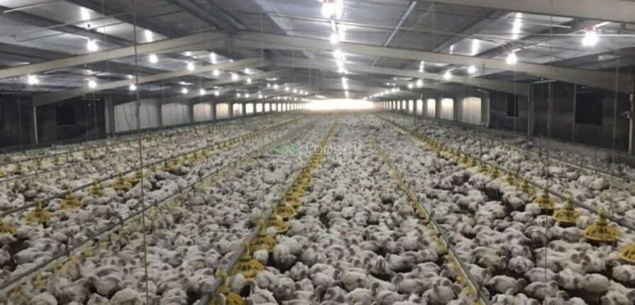 Ventilation in poultry houses