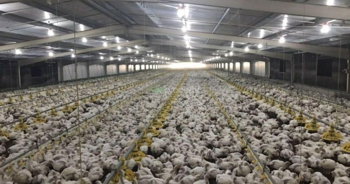 Ventilation in poultry houses